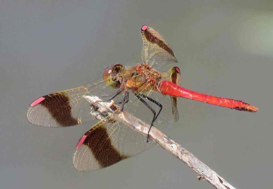 Cardinale alifasciate