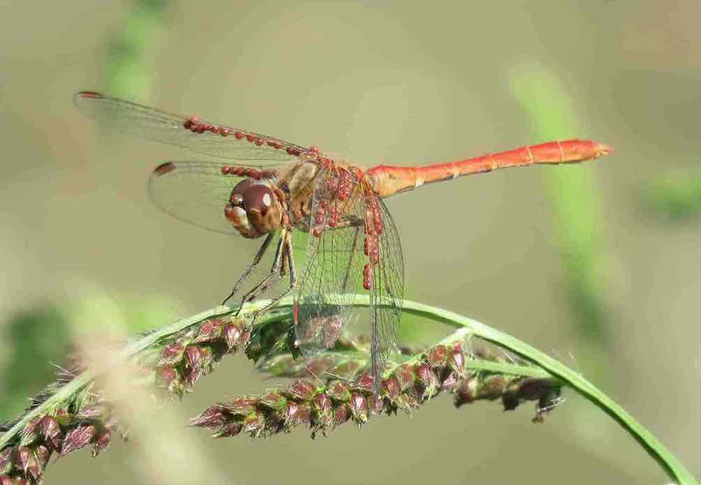 Cardinale meridionale