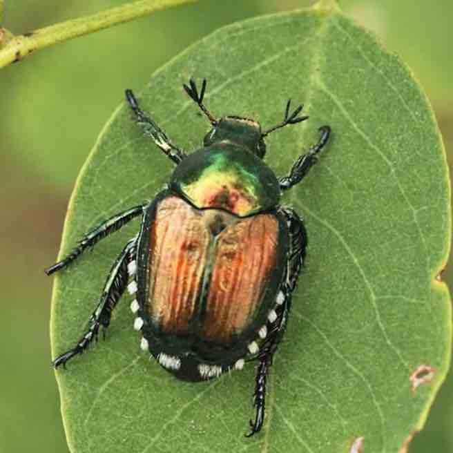 Coleottero Giapponese