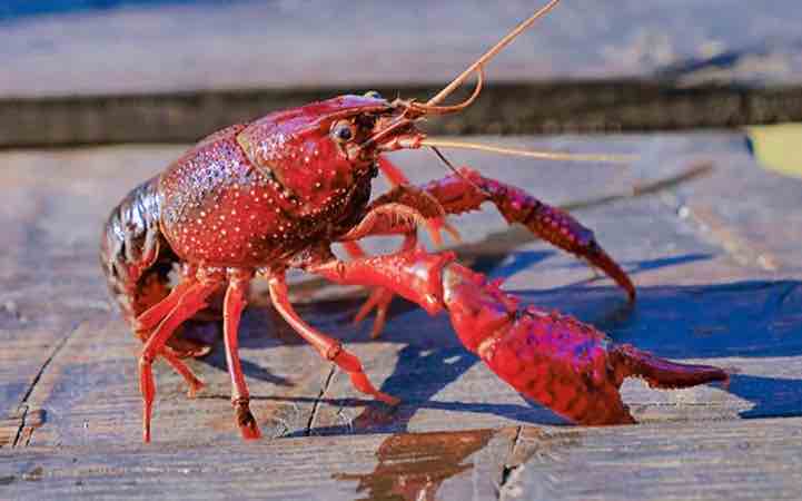 Gambero Rosso della Louisiana