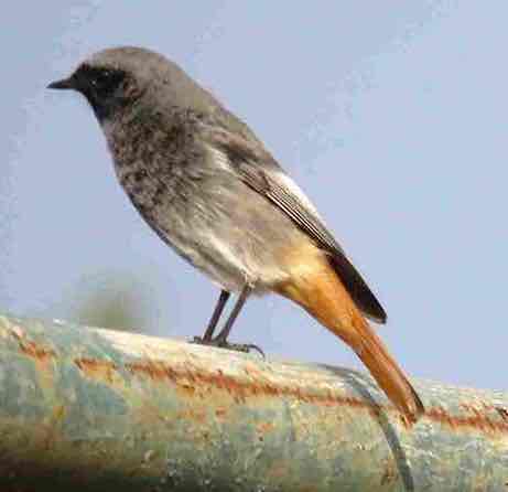 Codirosso Spazzacamino