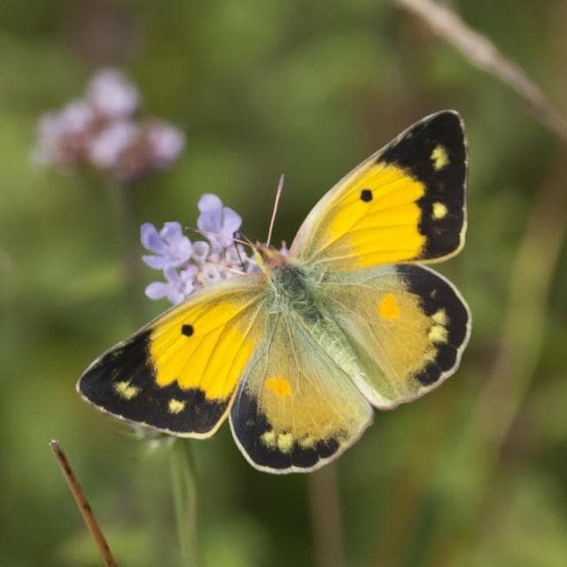 Colias crocea