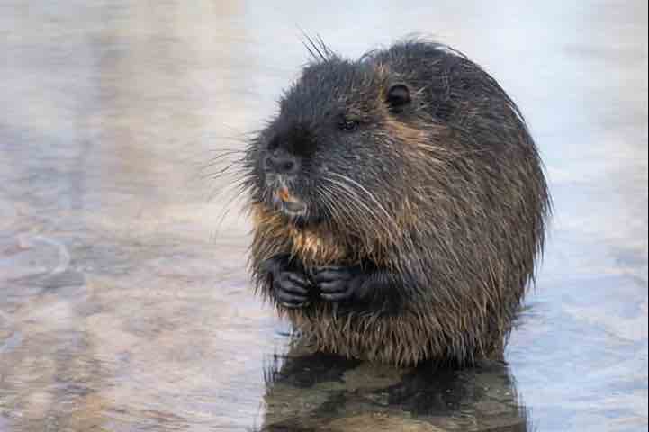 Nutria