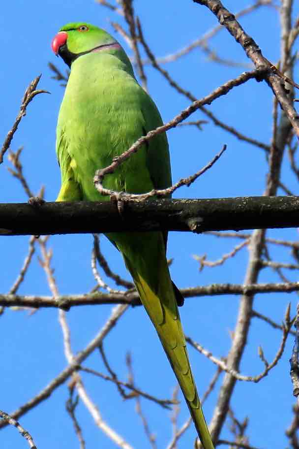Parrocchetto dal Collare