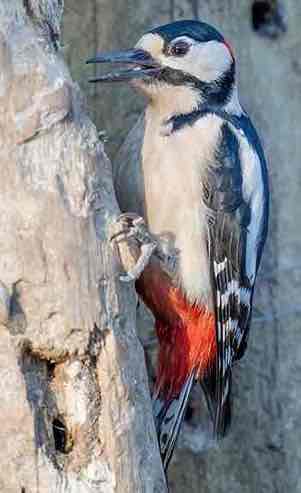 Picchio Rosso Maggiore