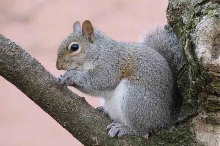 Scoiattolo Grigio