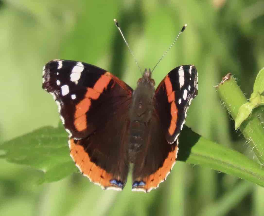 Vanessa Atalanta